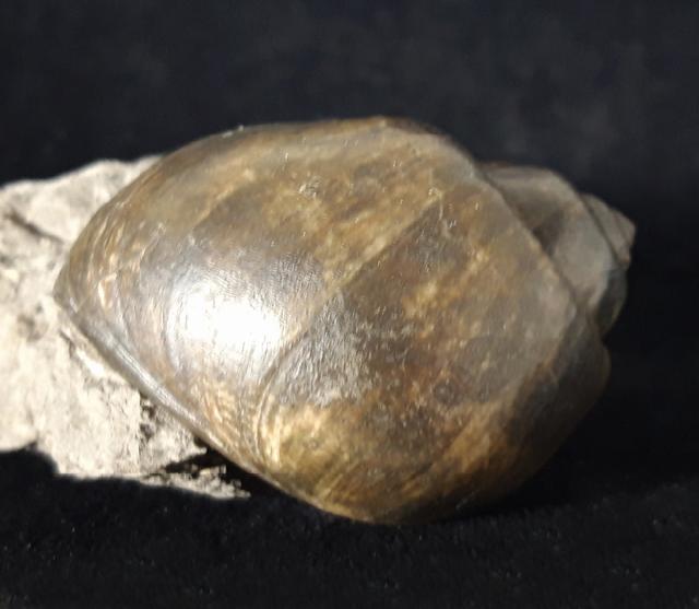 Ampullina sp. (FRUSSAC 1822) - Bild © FossNet FossilienStore